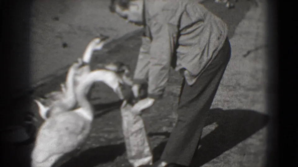 In black-and-white 8mm footage from Washington DC in 1975, a suited man bends down as geese cluster near a paper bag.