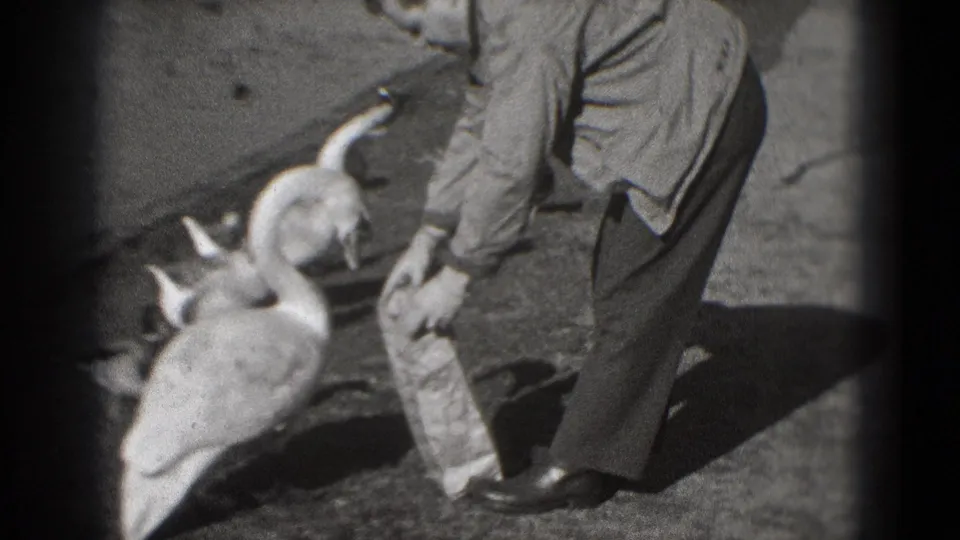 The handheld black-and-white frame shows geese around a man's legs while he reaches near a small paper bag in Washington DC.