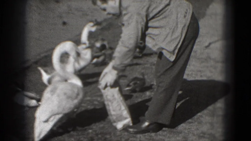 A goose with its neck curved stands close to a suited man as he bends over the paper bag in the 1975 home-movie scene.