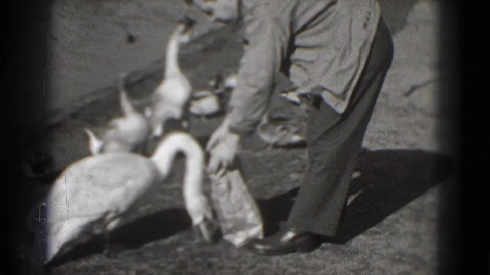 Several geese crowd around a man's polished shoes and small paper bag in a close, handheld black-and-white 8mm frame.
