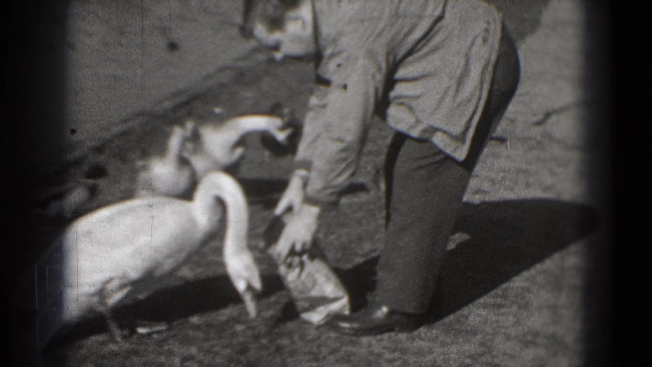 In 1975 Washington DC home-movie footage, a man bends toward swans gathered near a paper bag by the lakeside.