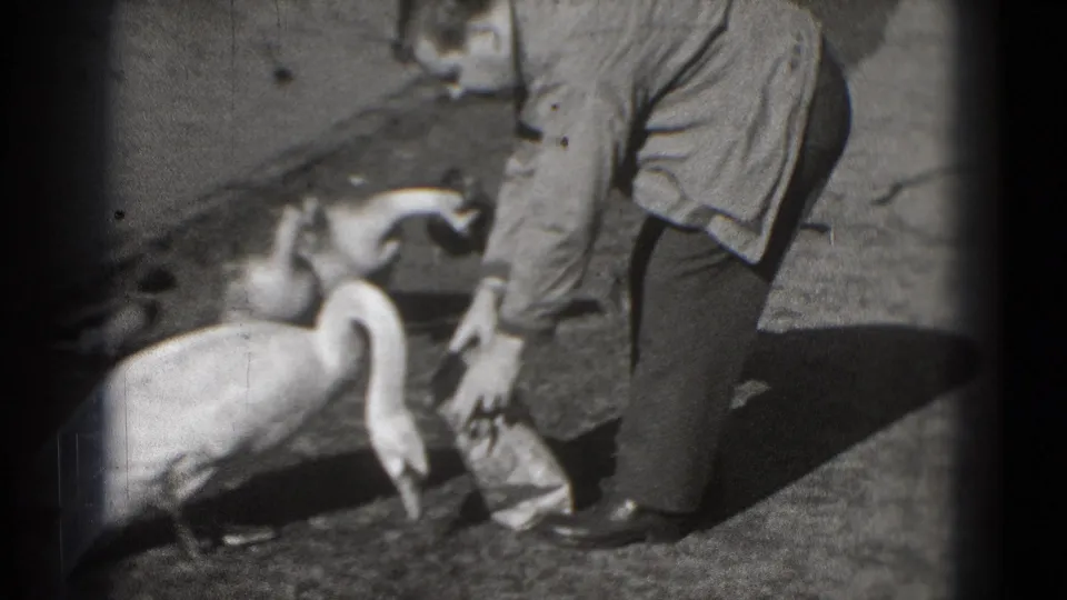 In 1975 Washington DC home-movie footage, a man bends toward swans gathered near a paper bag by the lakeside.