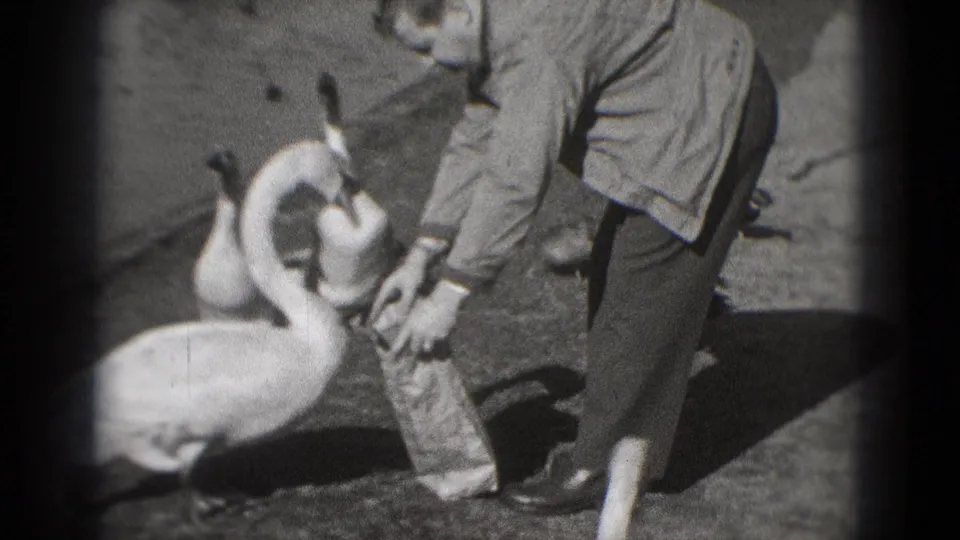 A man in a light jacket reaches down as swans crowd near a paper bag in 1975 Washington DC lakeside footage.