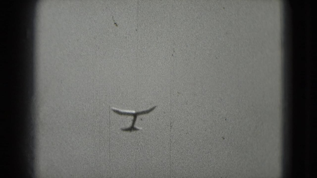 A small gull appears in soft silhouette against an overcast sky in 1975 Washington, DC 8mm home-movie footage.