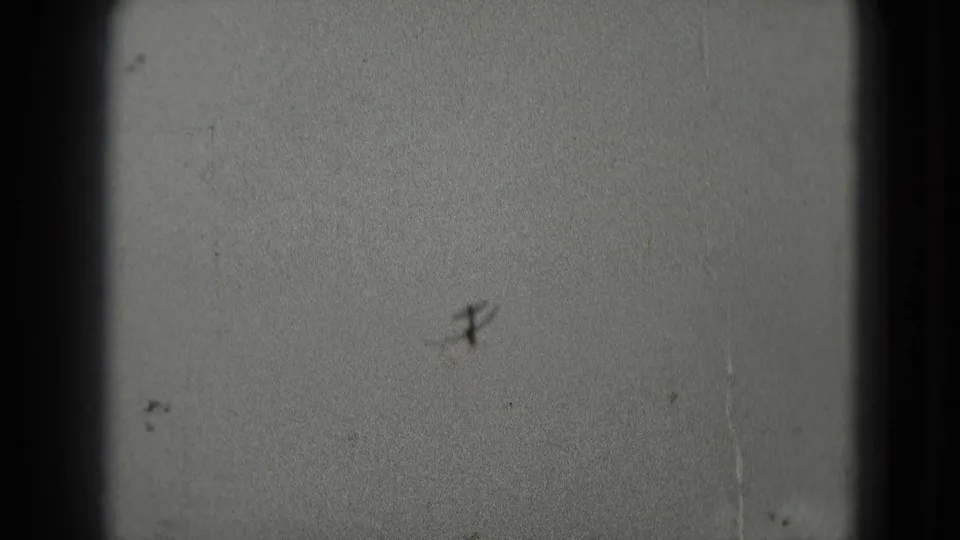 A blurred gull shape sits low in the frame against a pale sky, with visible grain and film handling marks.