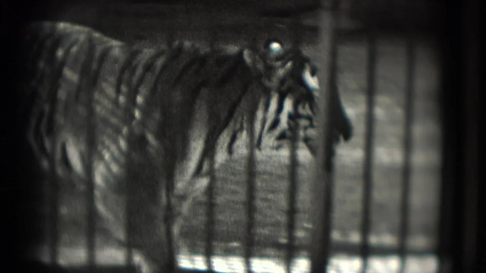 1975 Washington, DC home-movie frame showing a tiger behind vertical bars in a zoo enclosure.