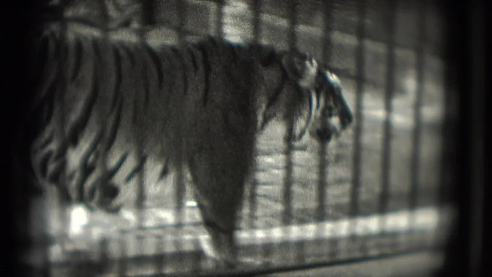 1975 Washington, DC home-movie frame with a side view of a tiger behind cage bars in an enclosed zoo setting.