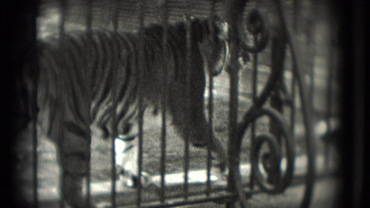 Tiger behind ornate vertical cage bars, seen in soft black-and-white 8mm footage.