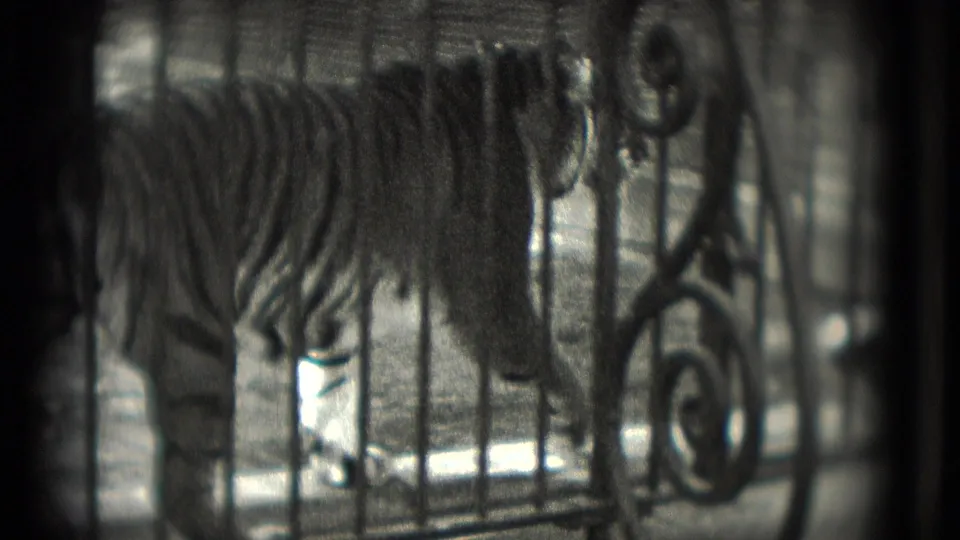 In metadata-supported 1975 Washington DC footage, a tiger stands behind ornate iron cage bars in a softly focused home-movie frame.