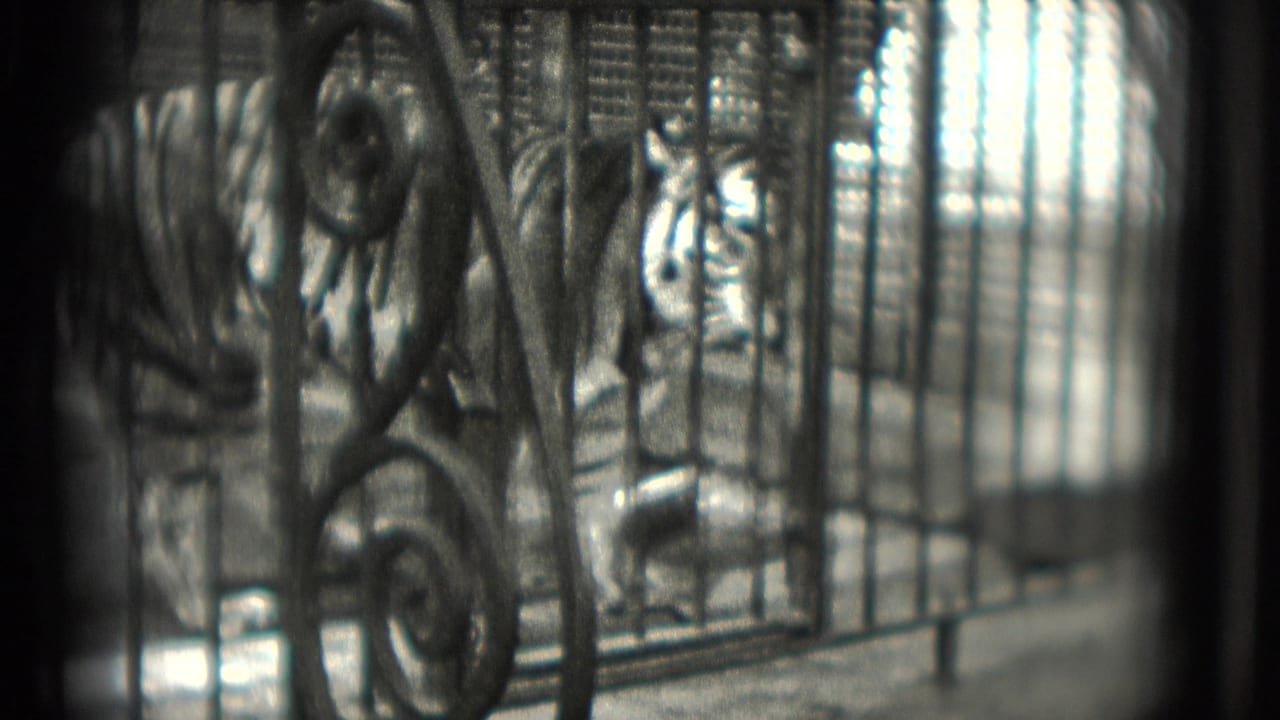 Tiger turns near the cage bars with stripes visible through the ironwork.