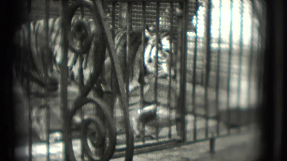A tiger moves near the front of its barred enclosure, with its striped body partly hidden by decorative metalwork.