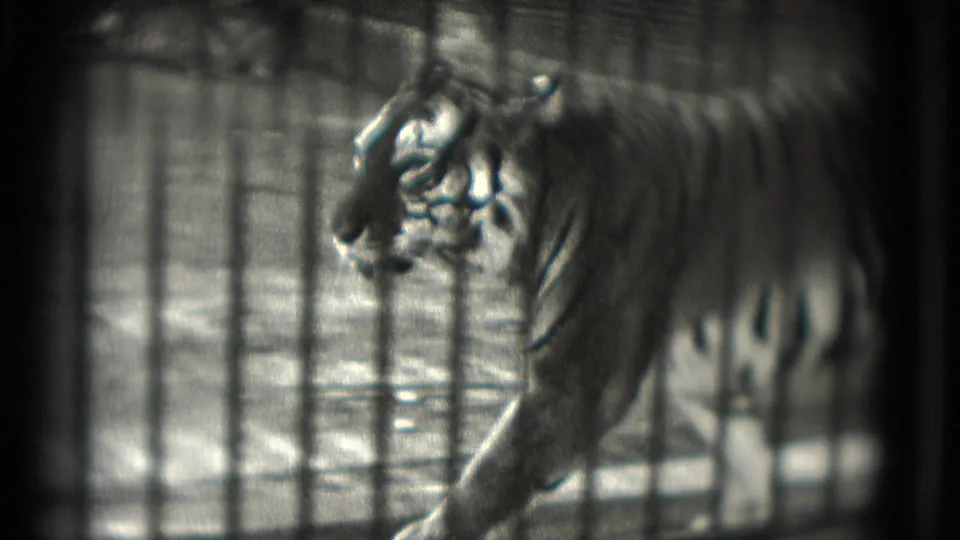 The tiger is seen in side profile pacing behind vertical bars, its head and foreleg clearer than the softened rear body.
