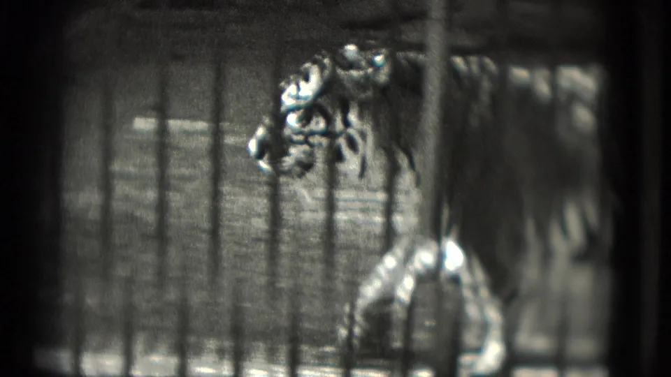 A tiger stands or steps close to the front of the enclosure, its face and front leg visible through the cage bars.