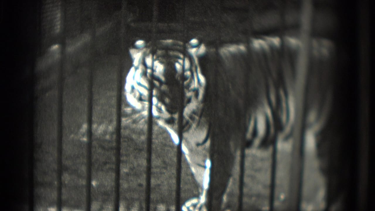 Tiger facing the camera behind vertical metal bars in a dim enclosure.