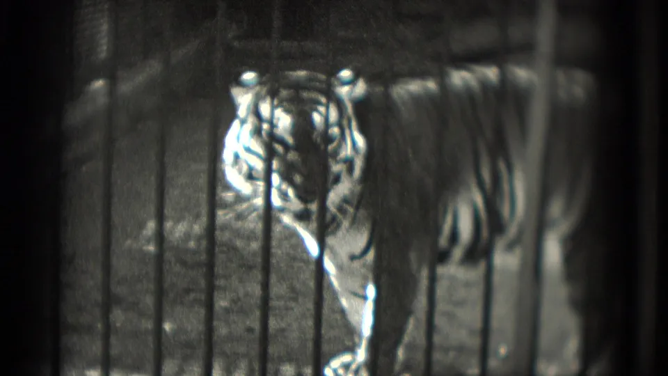 1975 home-movie frame from Washington, DC showing a tiger behind vertical bars, filmed with soft focus and heavy vignetting.