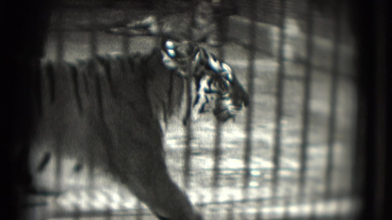 Tiger seen in profile behind cage bars, partially obscured by the enclosure.