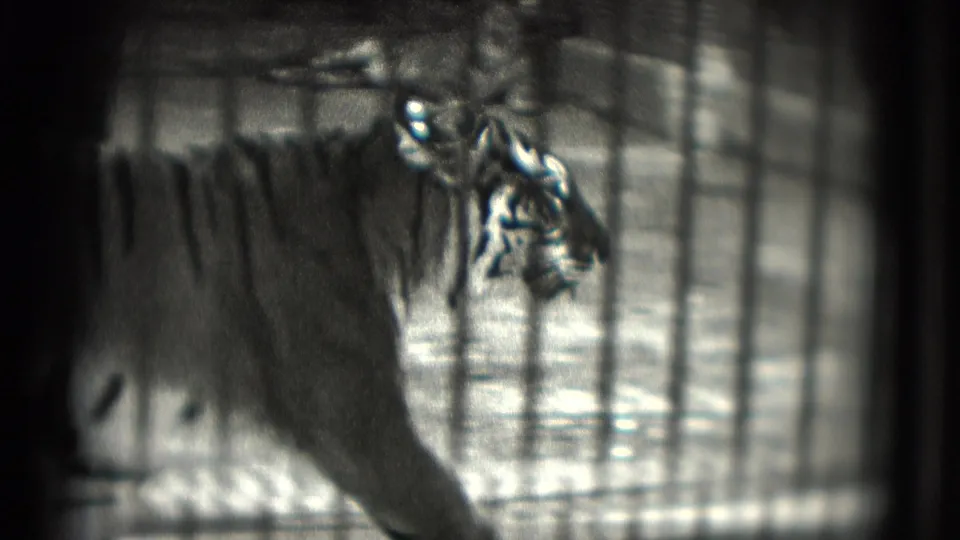 A tiger moves across a barred enclosure in the supplied 1975 Washington, DC home-movie footage, partly hidden by shadows and film blur.