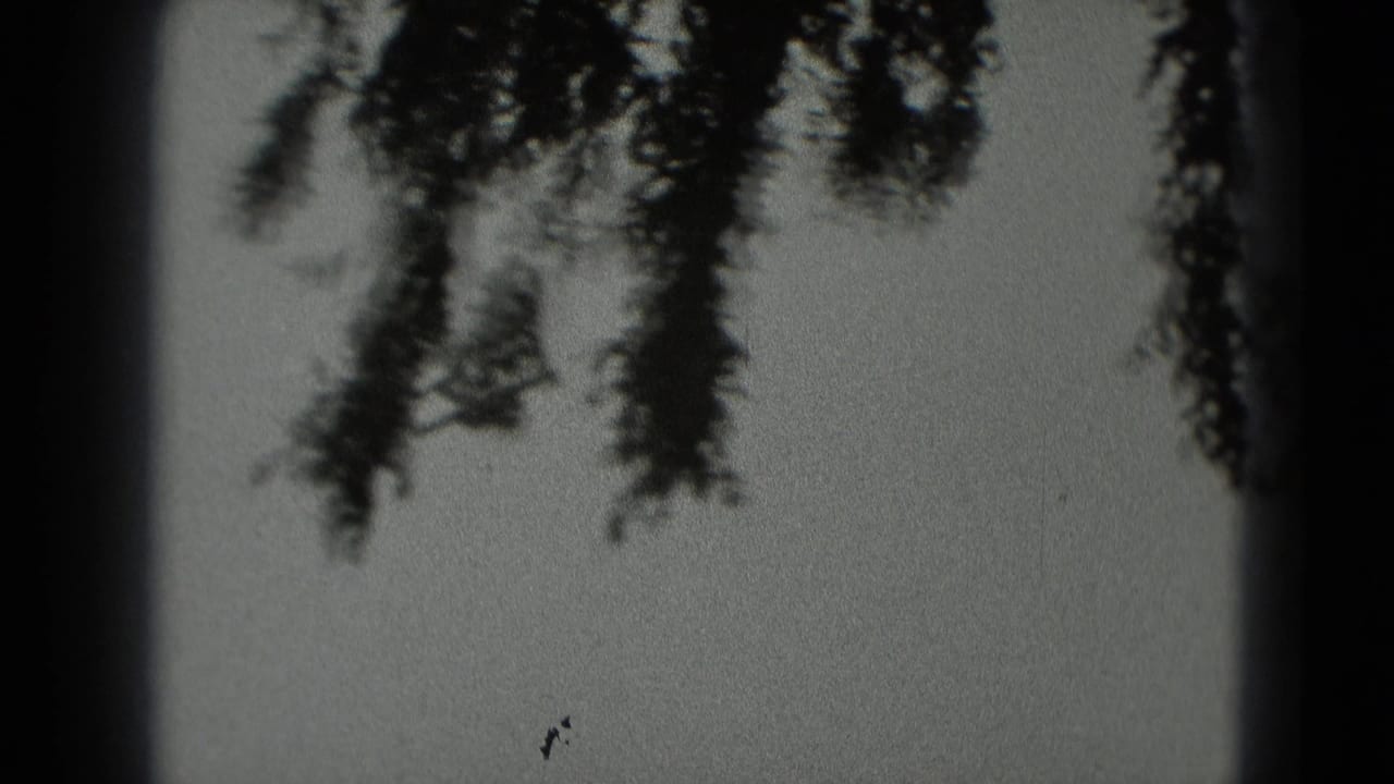 1975 Washington DC 8mm frame showing a small airplane against bright sky, with overhanging branches and dark film edges around the view.