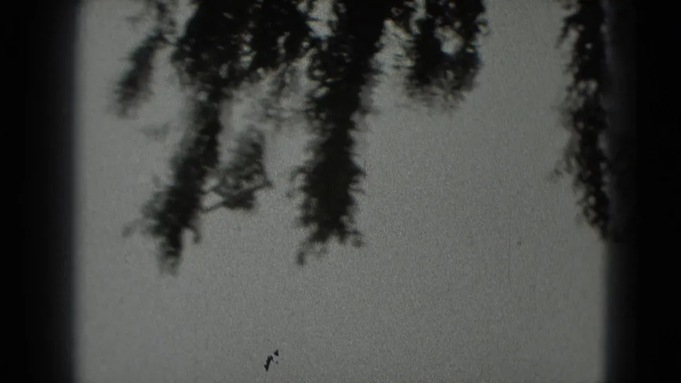 1975 Washington DC 8mm frame showing a small airplane against bright sky, with overhanging branches and dark film edges around the view.