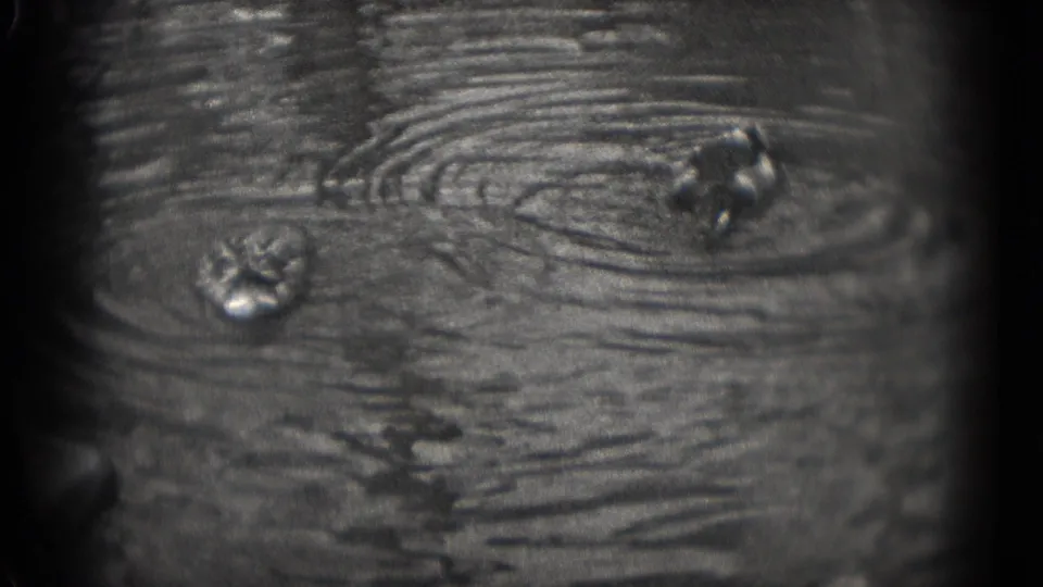 Close lake surface detail from the 1975 home movie, showing ducks and ripples below the distant park shoreline.