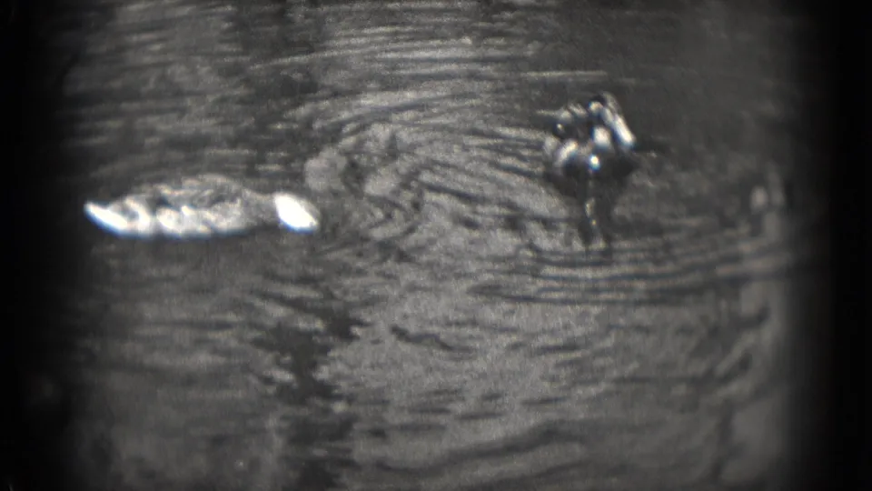 8mm frame of ducks on a rippled Washington, DC lake, with small recreational boats faintly visible in the background.