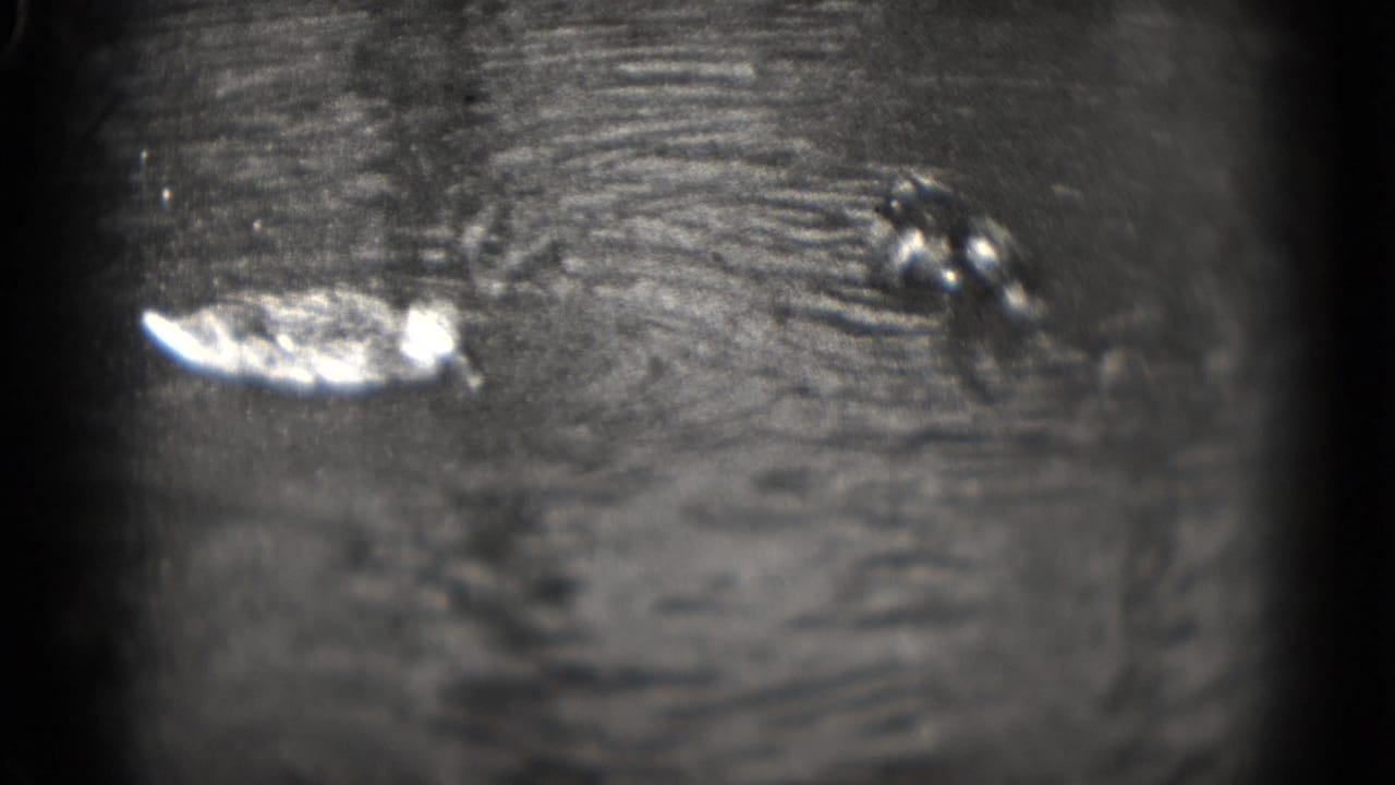 Two ducks on rippled pond water in grainy black-and-white 8mm footage.