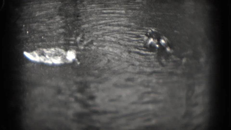 1975 Washington, DC 8mm frame showing two ducks on a pond, with soft focus, visible grain, and darkened frame edges.