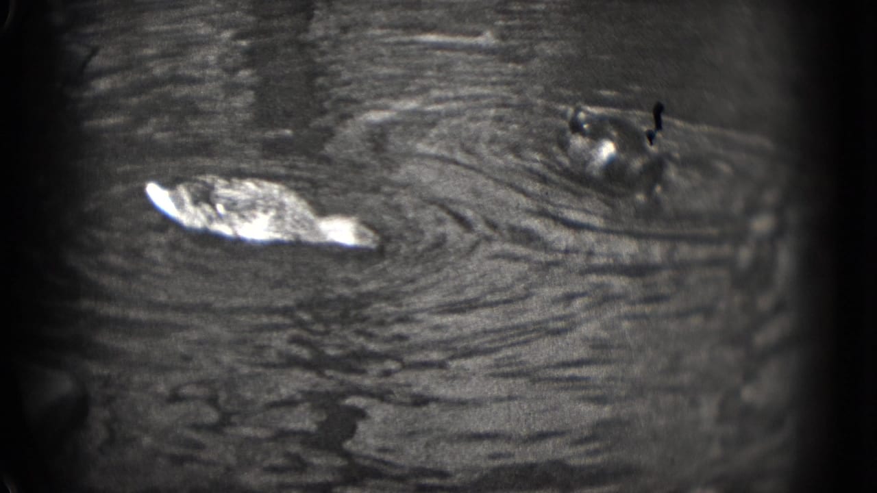 1975 Washington, DC home-movie frame with one duck at left and another at right on rippling pond water.