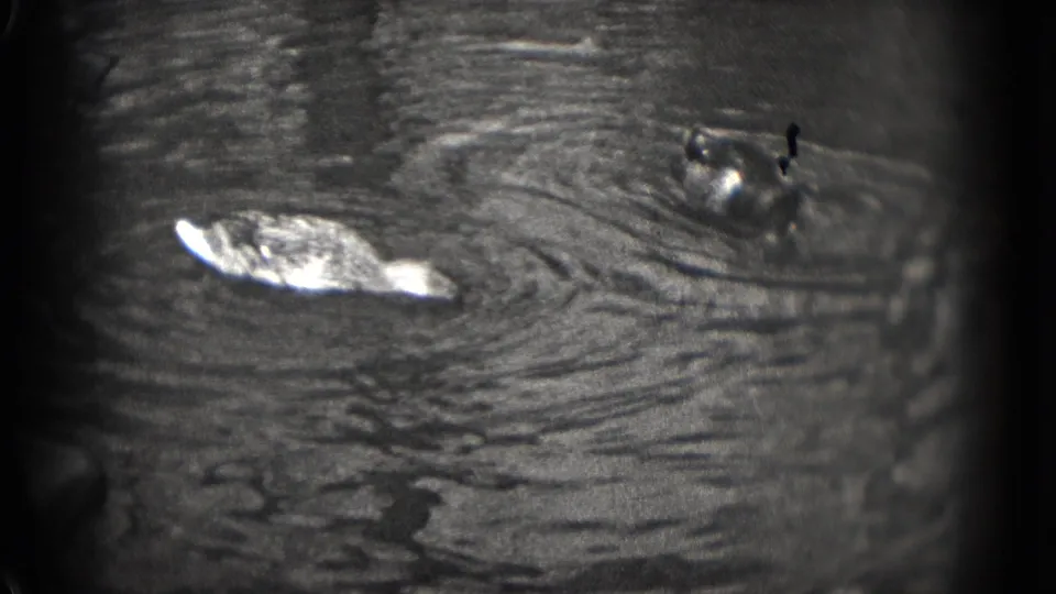 1975 Washington, DC home-movie frame with one duck at left and another at right on rippling pond water.