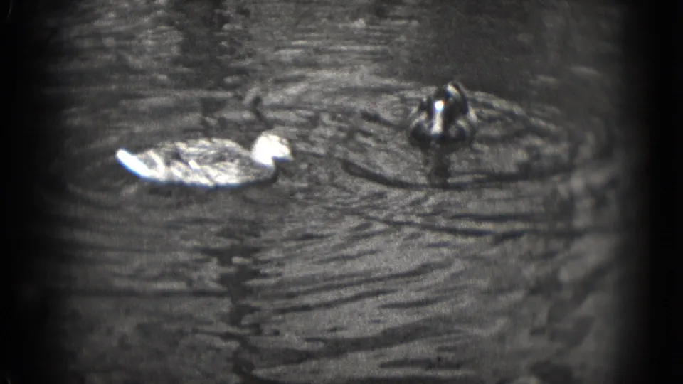 1975 Washington, DC frame showing ducks feeding or gliding on a pond, with pronounced grain and low-contrast water detail.