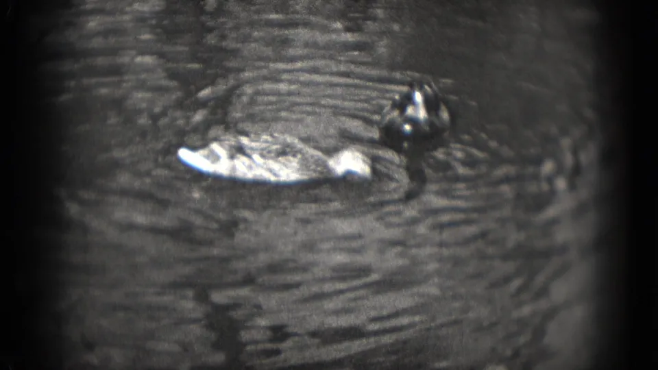 1975 Washington, DC 8mm frame with two ducks on rippling water, softened by home-movie grain and lens vignetting.