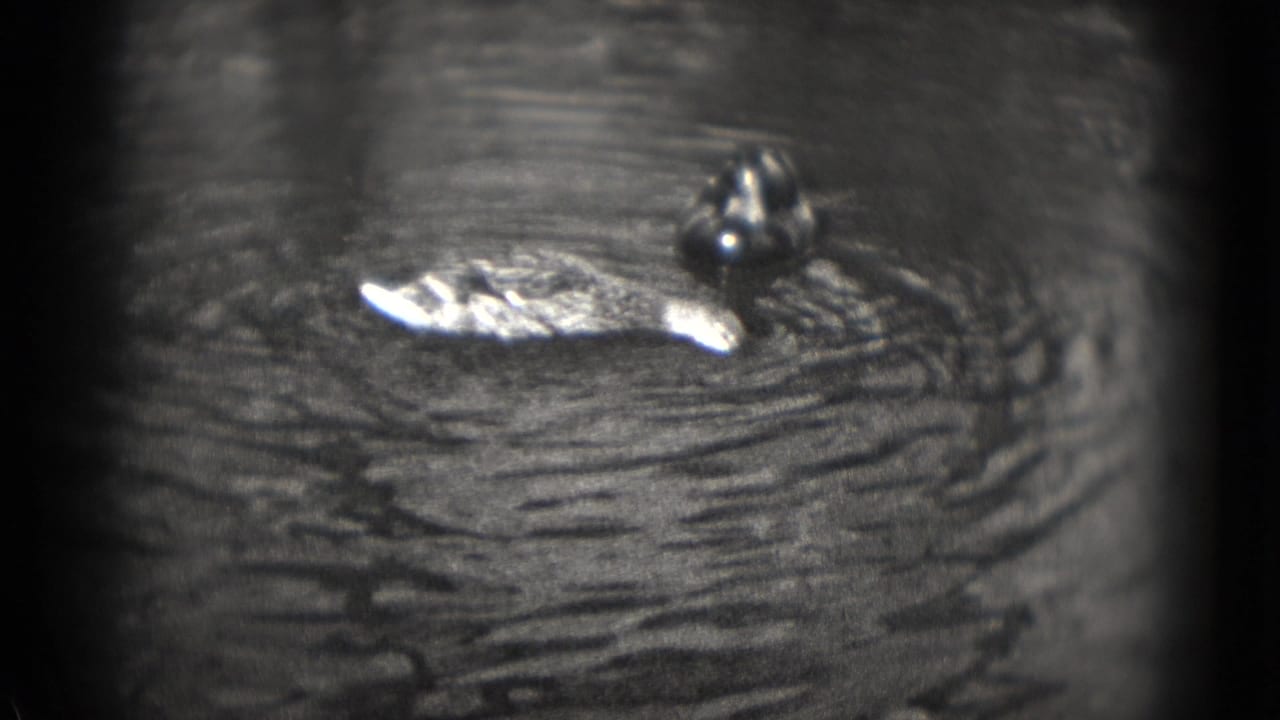 Duck on rippled water in a soft black-and-white 8mm frame.