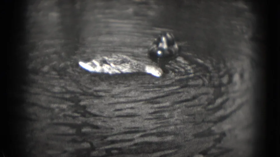 A duck moves across rippled water in grainy black-and-white 8mm footage from the 1975 Washington DC home-movie clip.