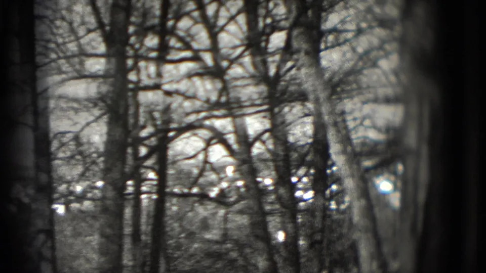Grainy 1975 Washington, DC frame showing branches, trunks, and distant residential exteriors.