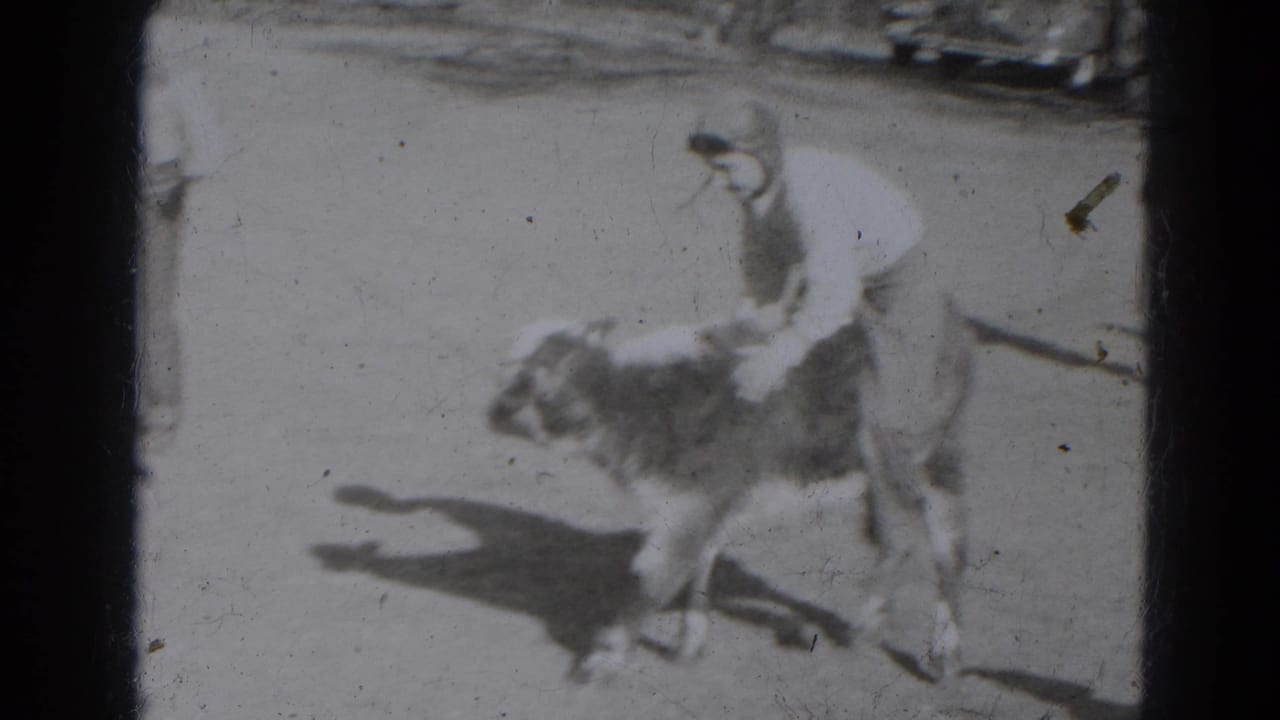 A person in light clothing leans over a small calf as it moves through a bright outdoor farmyard.