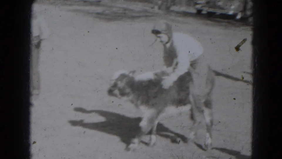A person in light clothing leans over a small calf as it moves through a bright outdoor farmyard.