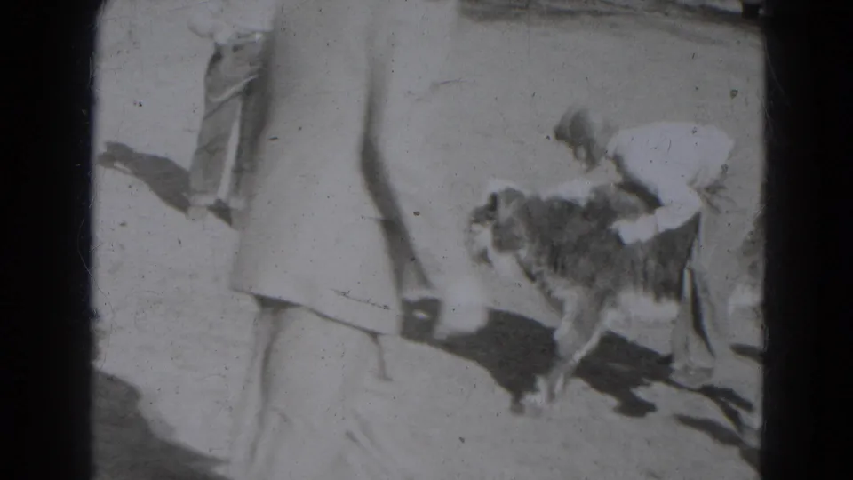 A small calf walks near people in a sunlit yard, partly obscured by a person passing close to the camera.