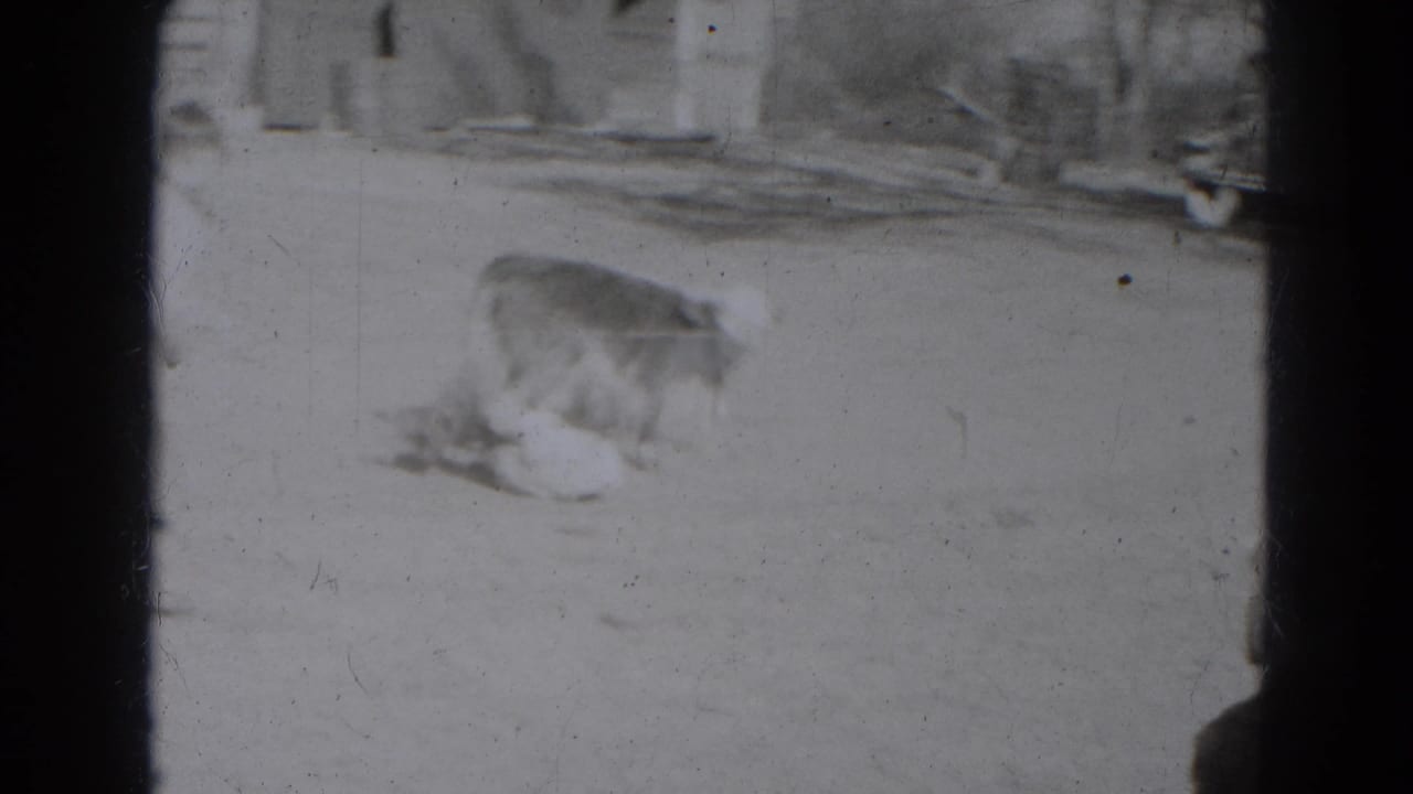 A young cow stands near a fallen person in a sunlit rural yard, seen in soft 8mm home-movie footage from Lincoln, Nebraska.