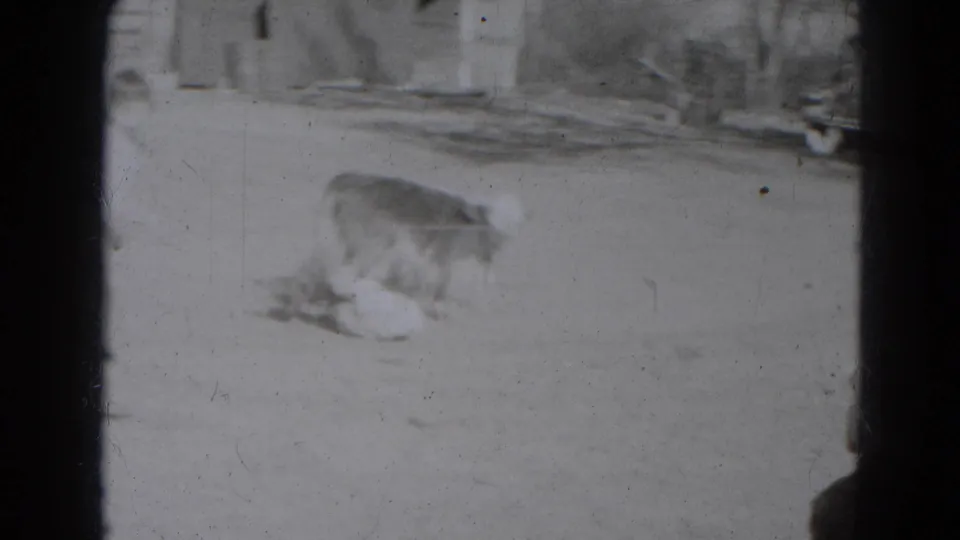 A young cow stands near a fallen person in a sunlit rural yard, seen in soft 8mm home-movie footage from Lincoln, Nebraska.