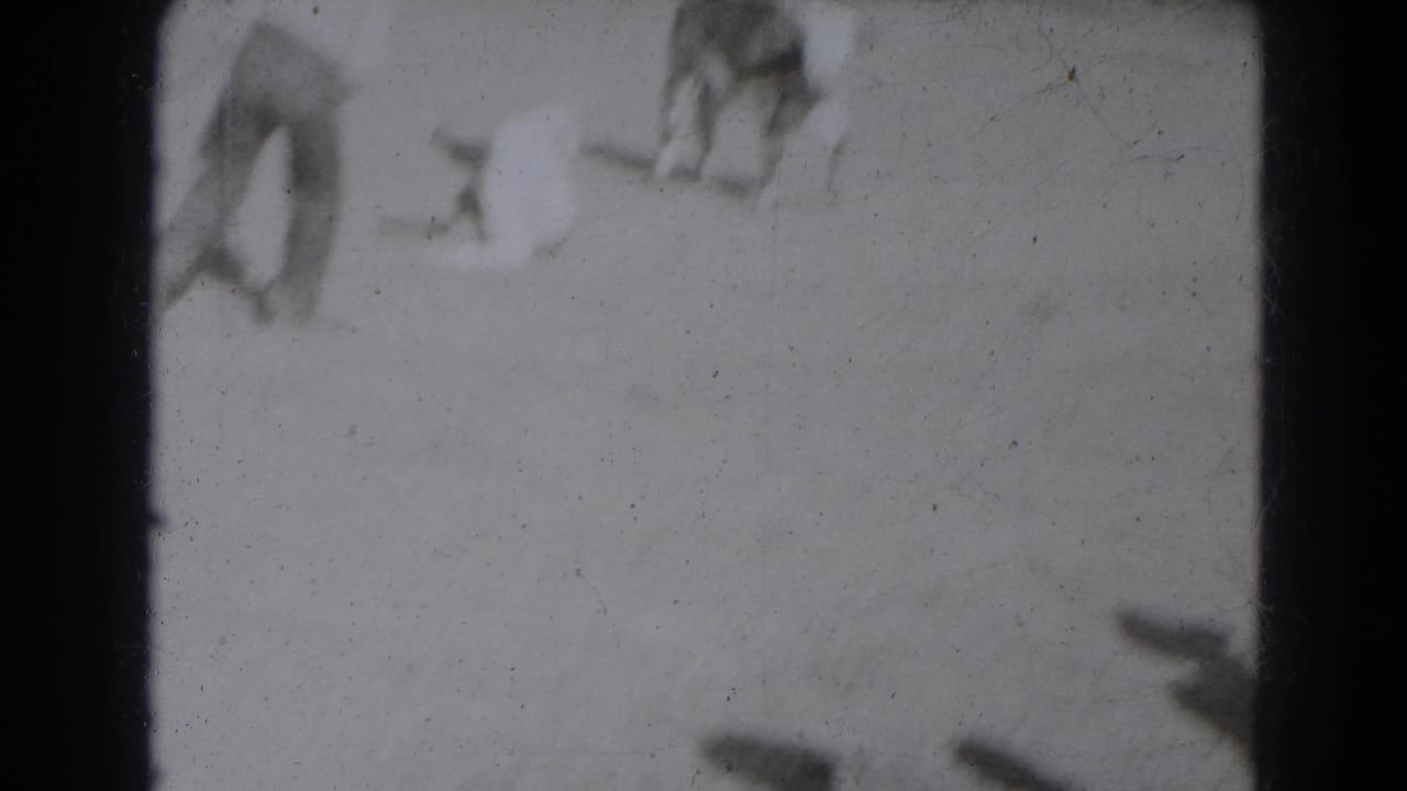 Overexposed 8mm frame with a young cow and several figures scattered across a bright rural yard in Lincoln, Nebraska.
