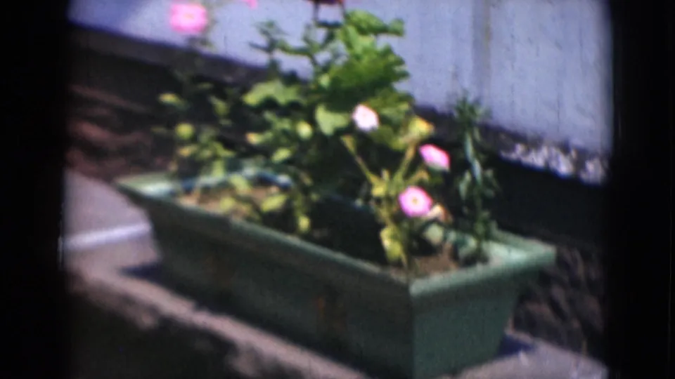 A green rectangular planter holds leafy plants and pink flowers beside an exterior wall and paved edge.