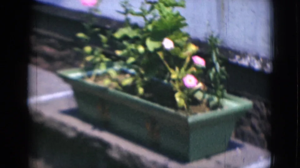 A sunlit green planter with foliage and pink flowers sits near a wall, filmed in soft-focus 8mm color.