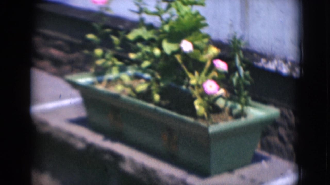A green planter box with small pink flowers sits on a ledge against a building exterior in Middletown home-movie footage.