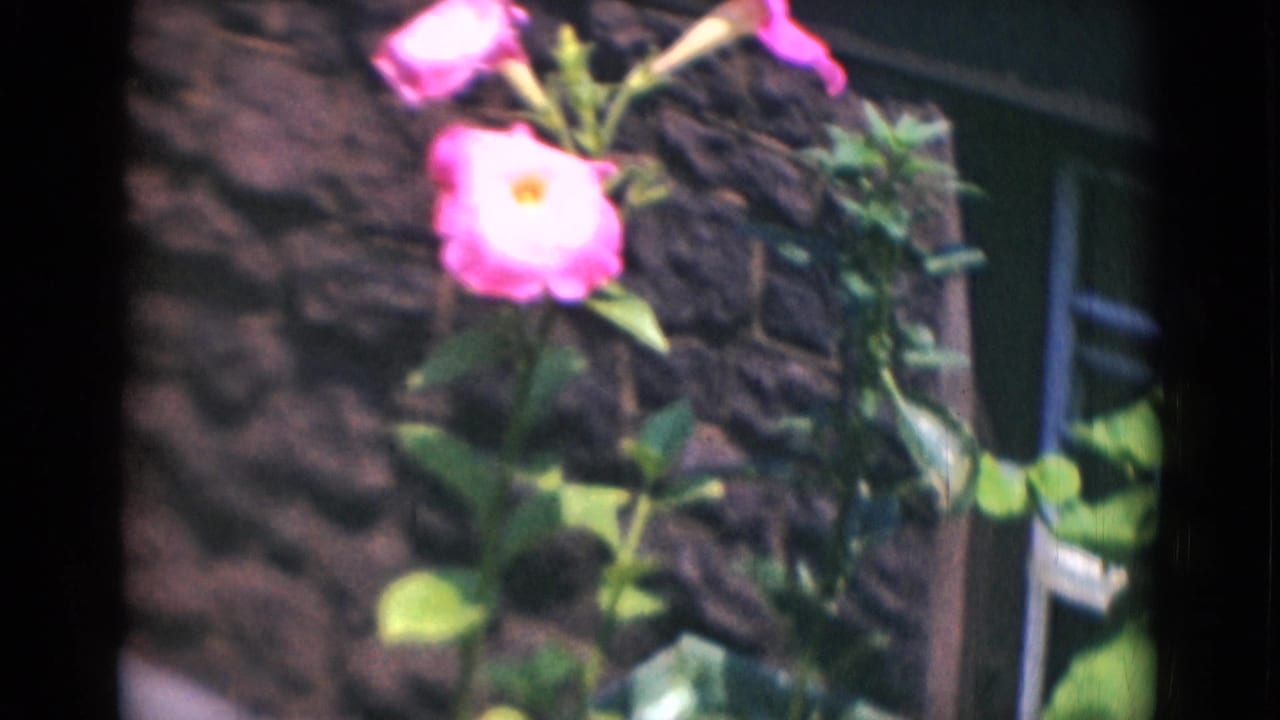 A pink blossom and surrounding leaves appear beside a textured wall in archival Middletown home-movie footage.