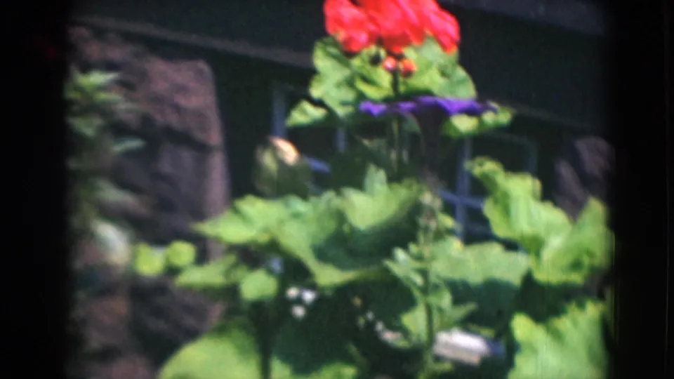 Red flowers and broad green foliage fill the frame near a stone building wall in the Middletown home-movie clip.