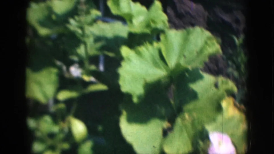 Broad green leaves dominate the frame, with a small pale pink flower near the lower edge of the archival garden shot.