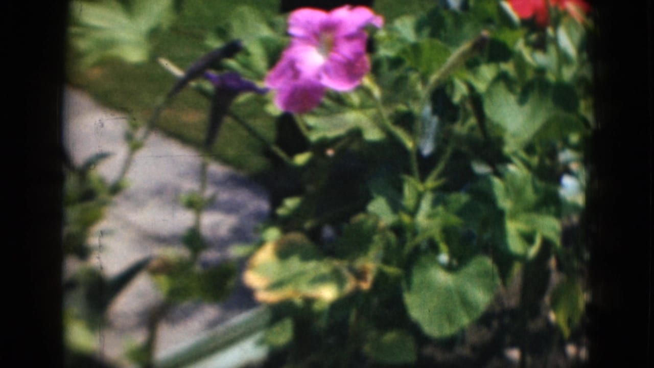 Pink flowers and green garden foliage in bright sunlight.