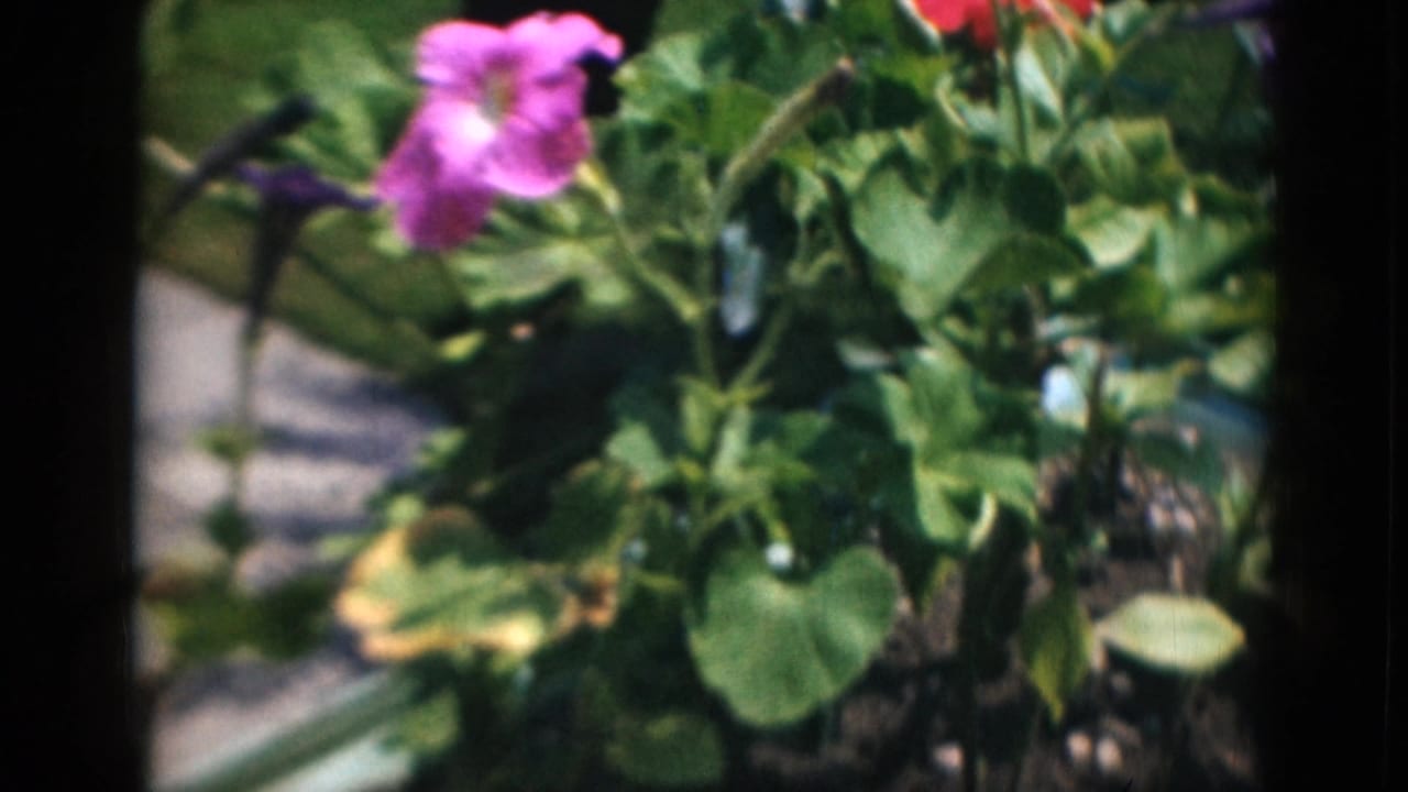 Pink flower and surrounding green leaves in a garden close-up.