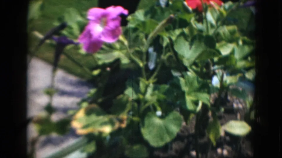 Leafy garden plants with a pink flower and bright outdoor light, presented as 1947 Middletown, Pennsylvania home-movie footage by metadata.