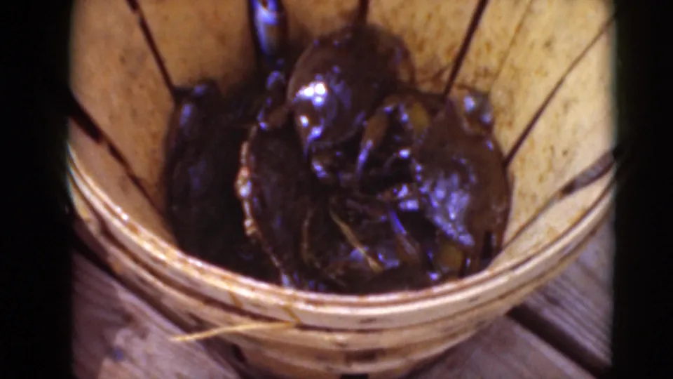 Close view of several live crabs crowded in a woven wooden basket, their dark shells and legs visible in grainy 8mm footage.